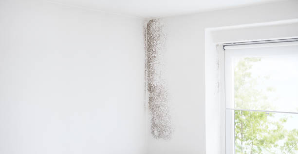 Lecanto, FL Mold Removal Company