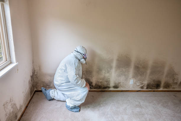 Best Airborne Mold Testing  in Lecanto, FL